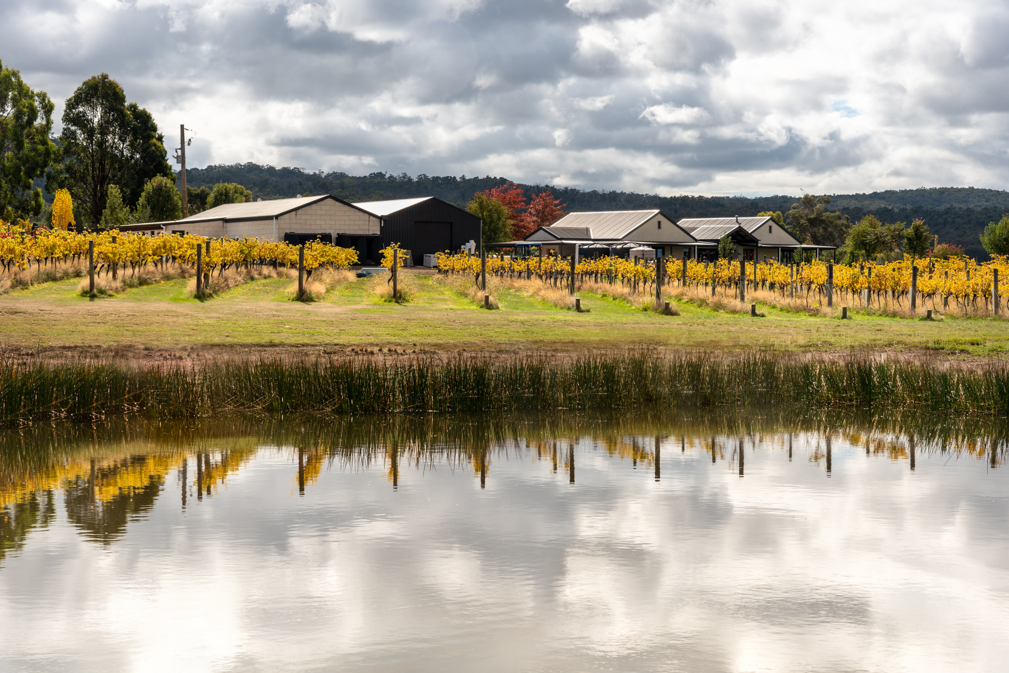 Vineyard and lake 